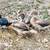 Muscovy Ducks 8 thumbnail