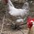 Brown Egg Layer Hens Available 3 thumbnail