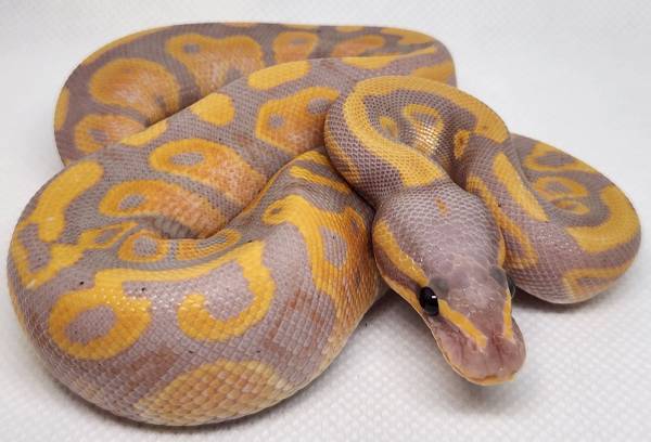Ball pythons available (Braintree)
