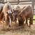 Yearling minis 3 thumbnail