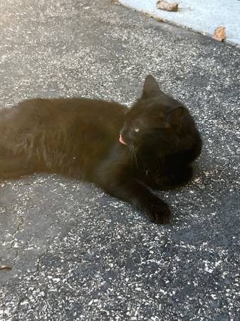 Gatitos gratis63850258097027122