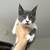 Maine Coon x Scottish mix 1 thumbnail