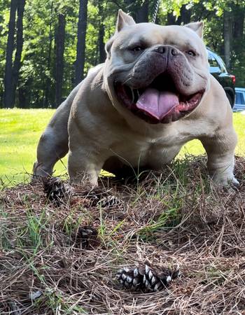 American bully “micro” 1