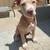 Xl American bully puppy $600 1 thumbnail