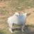 Rehoming male and female English bulldog 1 thumbnail