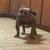 American  bully 2 thumbnail