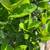 Lime tree 1 thumbnail