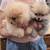 Rehoming pomeranian 1 thumbnail