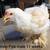 Brahma chicks-mottled, porcelain, blue salmon, lemon pyle, Isabel 4 thumbnail