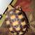 Tortoise 3 thumbnail