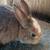Pet Rabbit!!! 3 thumbnail