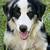 Rehoming AussieAmerican Shepherd Puppies 1 thumbnail