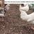 Young Organic-Fed Free-Range Cockerels/ Roosters/ Drakes/ Quails 2 thumbnail
