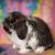 💗💕💝 Holland Lop Bunnies 💝💕💗 21 thumbnail