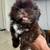ShihTzu pups 3 thumbnail