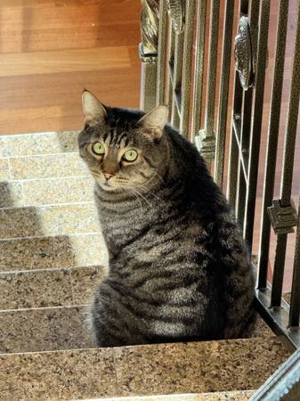 We are looking for our lost cat1 month ago. (Portland)64220358330113120