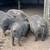 American guinea hogs 2 thumbnail