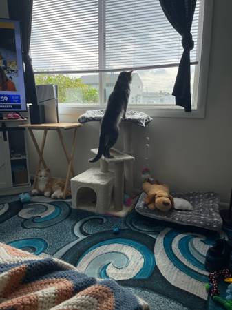 Male cat 1