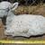 VINTAGE PAINTED WHITE SHABBY CONCRETE OLD CEMENT LAMB SHEEP STATUE 2 thumbnail