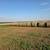 Alfalfa Orchard Grass Hay 2 thumbnail
