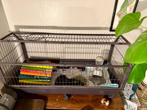 Rehoming sweet GUINEA PIG young, healthy “Bobby” (Livermore)63861571970433121