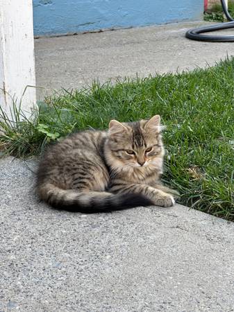 rehoming 2 kittens (wenatchee)63761970823809120