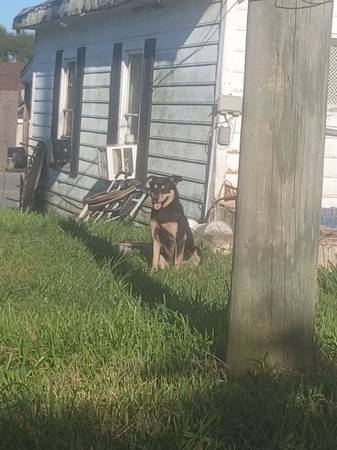 Rehoming dog (Boiling Springs)63927795416067121