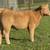 Club calves and show cattle 1 thumbnail