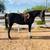 Mares for Sale or Lease on private small facility 3 thumbnail