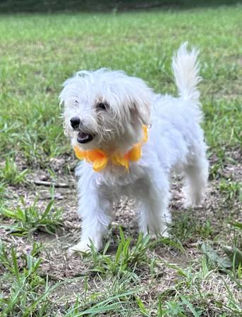 CKC multipoo puppies (Gadsden)63483242096001121