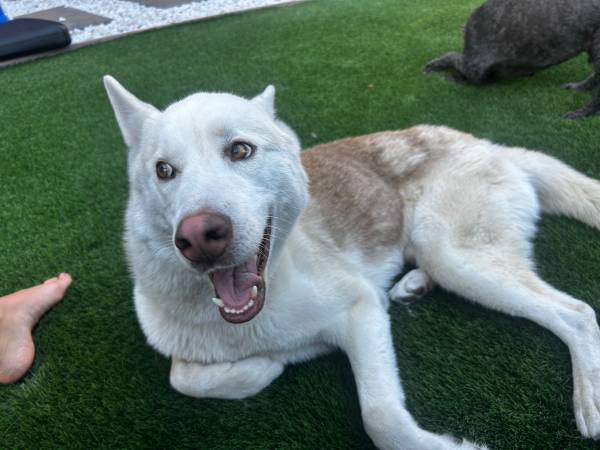 Finding home for sweet male husky mix (oakland east)63836592858499121