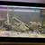 African Cichlids, C moori 3 thumbnail