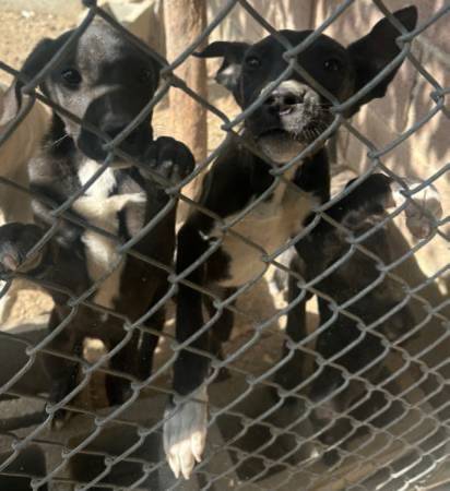 free puppy (Vallejo)63928842670338120