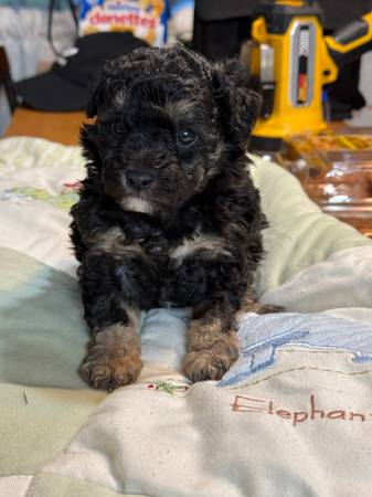 Toy poodle pup (Lucedale)63920390694658122