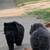 Chow Chow Puppies 4 thumbnail