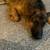 Show Dog | German Shepherd 2 thumbnail