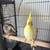 Cockatiel couples 2 thumbnail