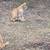 Rehomeing stray kittens 7 thumbnail