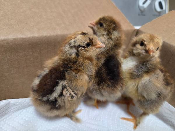 Brahma chicks (Cape Cod)63701338985601122