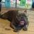 American  bully 1 thumbnail