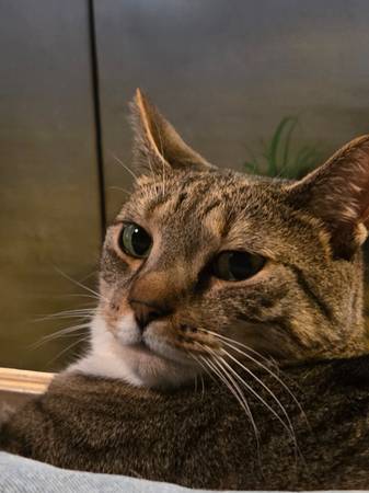7 year old tabby cat (Omaha)63670824131459120