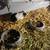 Guinea pigs 20.00 9 thumbnail