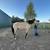 AQHA Dunskin gelding 1 thumbnail