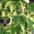 Japanese Maple trees 42 varieties 800+ plants  Mar2025 update 4 thumbnail