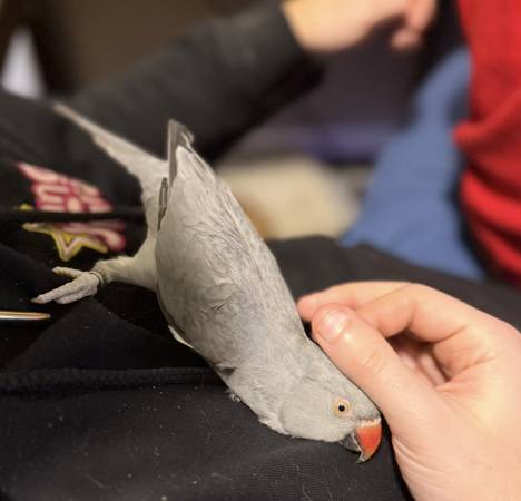 Tame Female Indian Ringneck (Grove city)