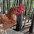Layer hens 2 thumbnail