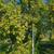 Comice pears and Apples 1 thumbnail