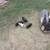 Piglets Maranas 12 thumbnail