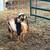 Nigerian Dwarf goats 5 thumbnail
