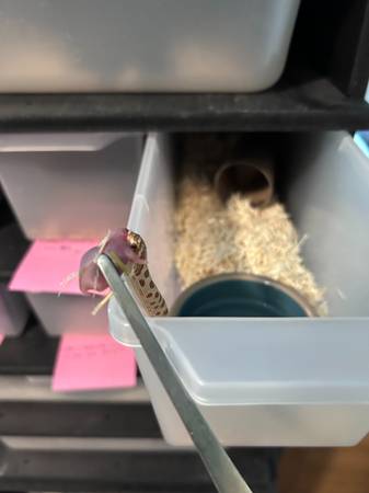 Hognose hatchlings63824691484547121